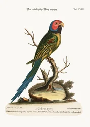 Der Rosenköpfige Ringsittich, 1749-73